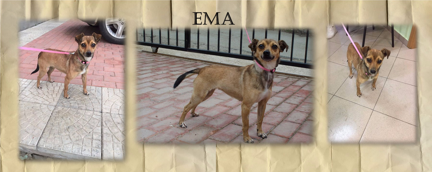 Emma – Adoptiert!